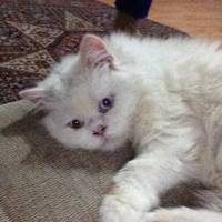 behcetik kullanıcısının #3601 peti