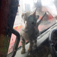 mart16 kullanıcısının #41428 peti