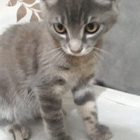 Aslannuray kullanıcısının #47990 peti