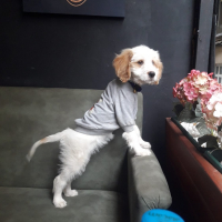 azraswe kullanıcısının #63684 peti