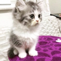 hazalsenol kullanıcısının #8235 peti