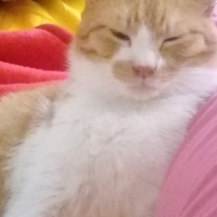 Kedyferhat kullanıcısının #85112 peti