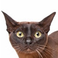 Burmese