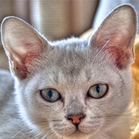 Burmilla (Silver Burmese)
