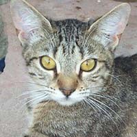 Mojave Spotted (Mojave çöl Kedisi)