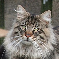 Norwegian Forest