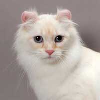American Curl