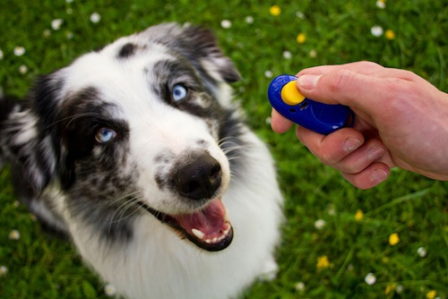 Köpek Eğitiminde Clicker Nasıl Kullanılır 3