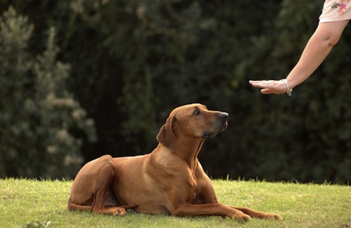 Köpek Eğitiminde Clicker Nasıl Kullanılır 2