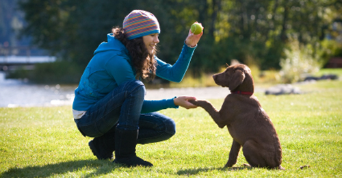 Köpek Eğitiminde Clicker Nasıl Kullanılır 4