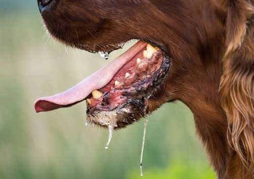 köpeklerde ağız kokusu 2