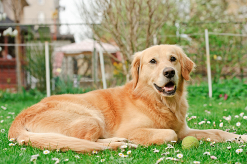 Köpeğe Bahçede Nasıl Bakılır 2