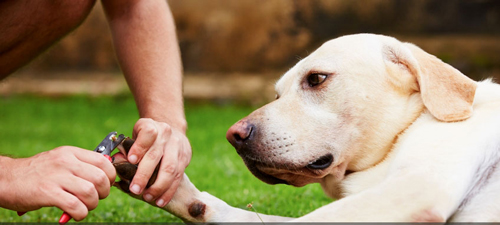 köpek tırnağı nasıl kesilir 1