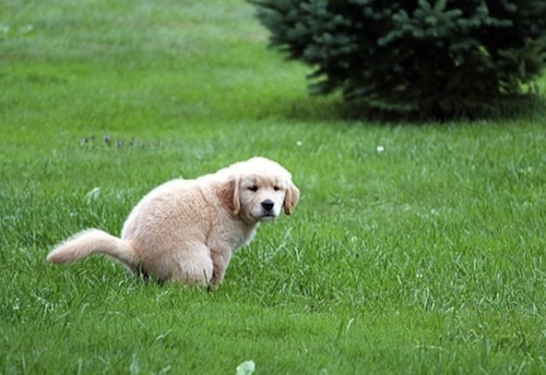 Köpekle Gezintilerde Tuvalet Nasıl Toplanır 1