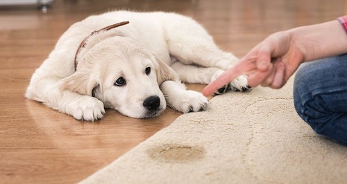 Köpeğe Çiş Eğitimi Nasıl Verilir 3