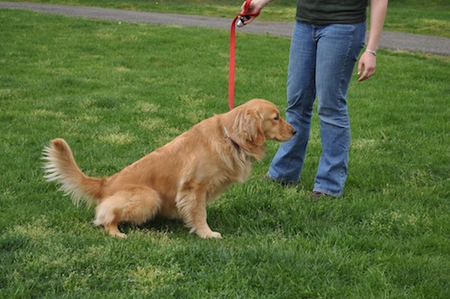 Köpeğe Çiş Eğitimi Nasıl Verilir 2