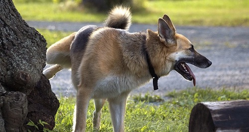 Köpeğe Çiş Eğitimi Nasıl Verilir 4