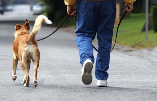 Köpekle Gezintileri Kolaylaştıracak Şeyler 2