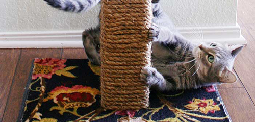 kedi tırmalama tahtası