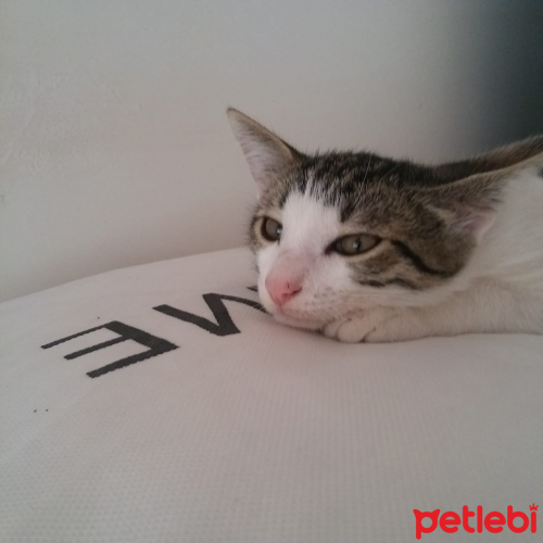 kedi bakmanın zorlukları