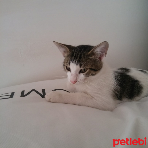 uzun kulaklı kızımıza ömürlük yuva Kedi İlanları Petlebi Sosyal