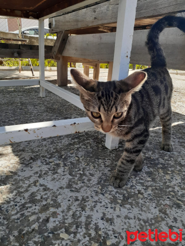 İZMİR ACİL 2 .5 AYLIK CANA YUVA ARIYORUZ ÇOK ZOR DURUMDAYIZ - Kedi