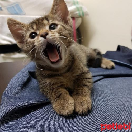 Ömürlük yuva arıyorum. Kedi İlanları Petlebi Sosyal