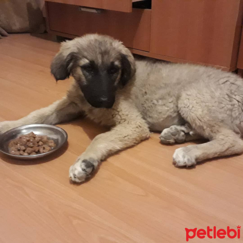 Yavru kopek sokaktan kangal kırması gibi iri boyutta. Köpek İlanları