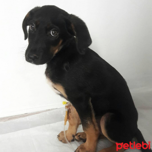 ÇOK ACİL YUUUVVVAAAA!!!!! Köpek İlanları Petlebi Sosyal