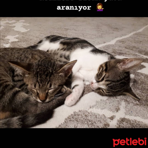 Sevimli oyuncular Kedi İlanları Petlebi Sosyal