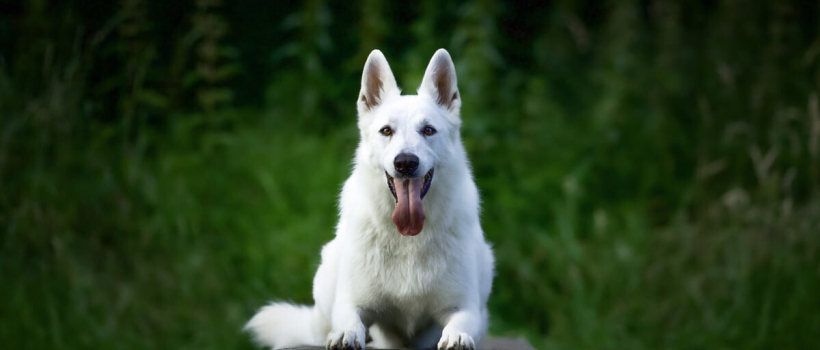 Beyaz Köpek Cinsleri ve Özellikleri