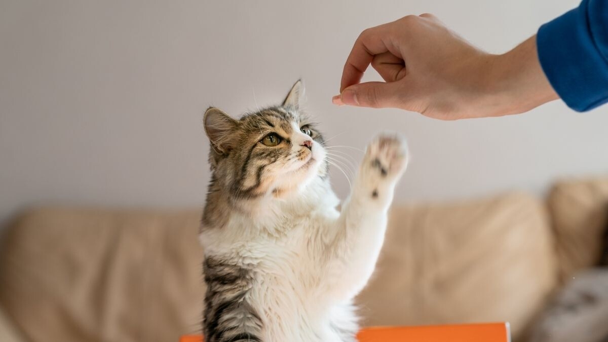 Kedi Ödül Maması Rehberi