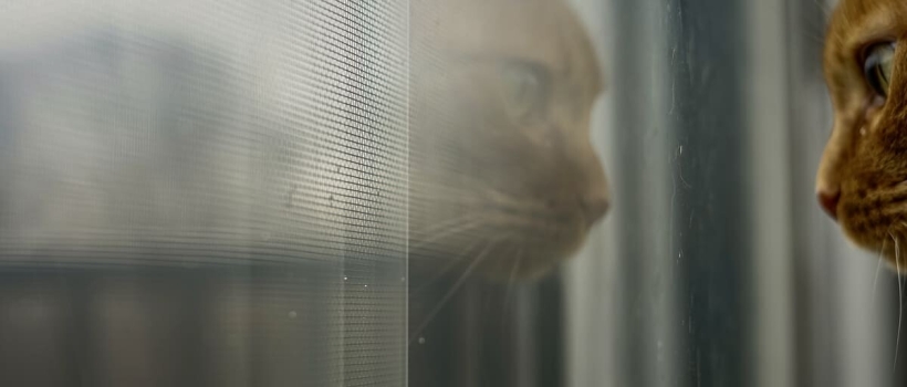 Sigara Dumanının Evcil Hayvanlar Üzerindeki Etkileri