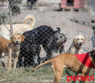 8 Ekim 2023'te HEPAD & Petlebi İş Birliğiyle Barınak Ziyareti Etkinliğinde Buluşalım!