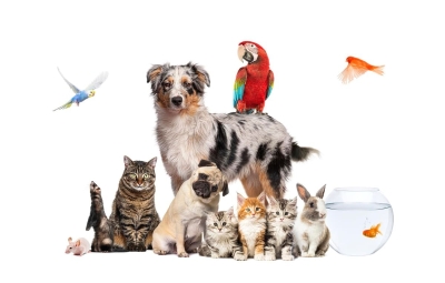 4 Ekim Dünya Hayvanları Koruma Günü: HAYVANLARI KURTARIN, GEZEGENİ KURTARIN!