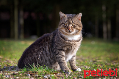 A'dan Z'ye Tekir Kedilere Dair Her Şey