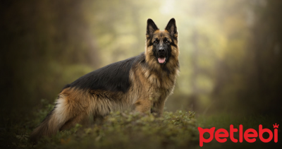 Alman Kurdu Cinsi Köpek Bakımı ve Özellikleri