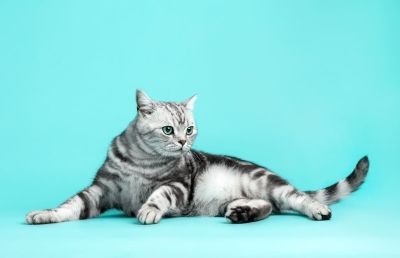 American Shorthair Özellikleri, Bakımı ve Beslenmesi