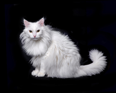 Ankara Kedisi Özellikleri, Bakımı ve Beslenmesi