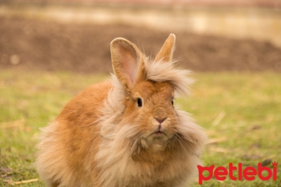 Aslanbaş Tavşan Özellikleri ve Bakımı