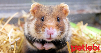 Avrupa Hamster Özellikleri ve Bakımı