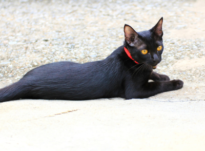 Bombay Kedisi Özellikleri, Bakımı ve Beslenmesi