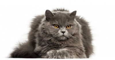 British Longhair Kedisi Özellikleri, Bakımı ve Beslenmesi