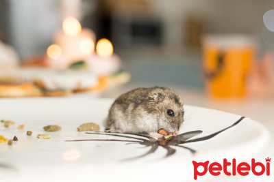 Campbell Hamsterı Özellikleri ve Bakımı