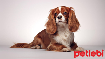 Cavalier King Charles Spaniel Köpeği Özellikleri, Bakımı ve Beslenmesi