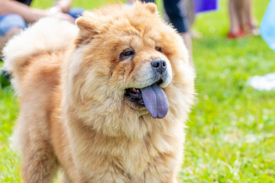 Chow Chow (Çin Aslanı) Köpeği Özellikleri, Bakımı ve Beslenmesi