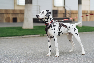 Dalmaçyalı (Dalmatian) Köpeği Özellikleri, Bakımı ve Beslenmesi