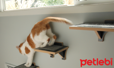 Eklem Problemi Olan Kedilerin Yaşamı Nasıl Kolaylaştırılır?