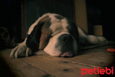 En Tembel Köpek Irkları