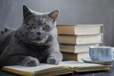 En Zeki 10 Kedi Irkı